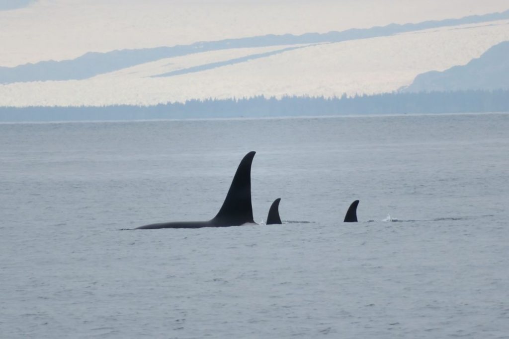 orcas hunting