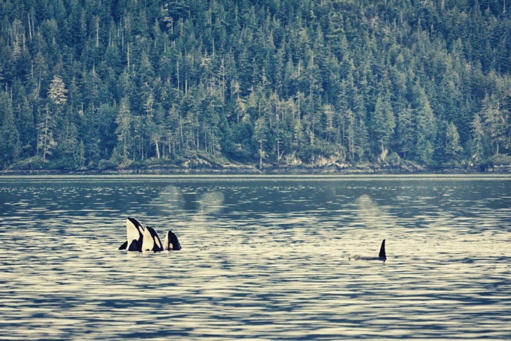 orcas in dreams
