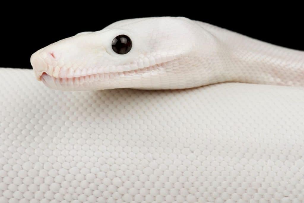 White Snake In Dream Meaning and Symbolism | Investivate